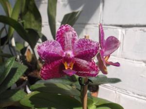 Phalaenopsis Zheng Min Stegosaurus