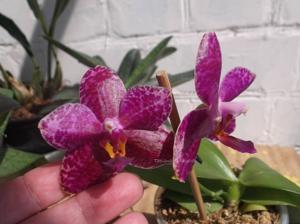 Phalaenopsis Zheng Min Stegosaurus