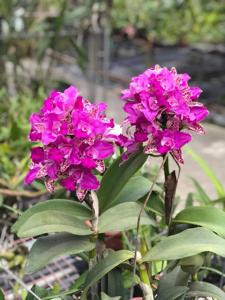 Cattleya Yuan Dung Sweet