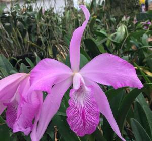 Laeliocattleya Purple May