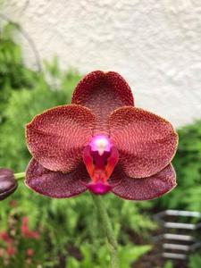 Phalaenopsis Sogo Lawrence-Mituo Sun