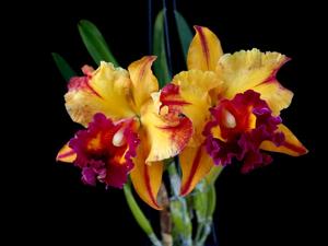 Rhyncholaeliocattleya Chonburi Gold