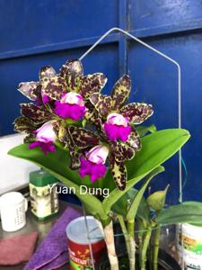 Rhyncholaeliocattleya Yuan Dung Python