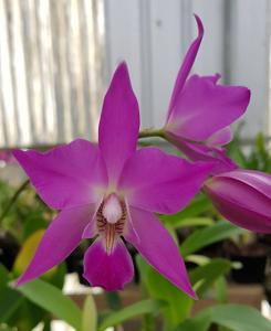 Laelia gouldiana