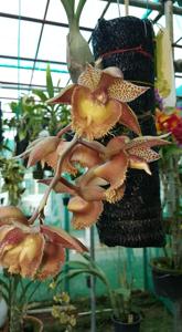 Catasetum Frilly Doris