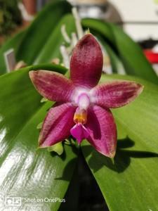 Phalaenopsis Princess Kaiulani