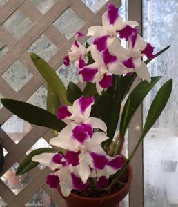 Cattleya Purple Cascade