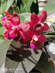 Phalaenopsis Abed-nego