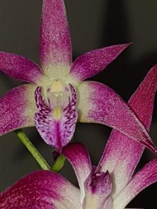 <i>Dendrobium</i> Lorikeet-Delicatum
