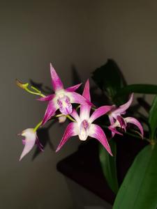 <i>Dendrobium</i> Lorikeet-Delicatum