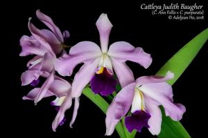 Cattleya Judith Baugher