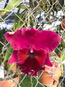 Rhyncholaeliocattleya Cornerstone-Oconee