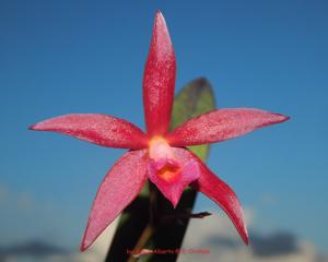 Brassocattleya Ancile Gloudon