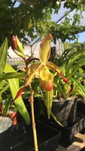 Phragmipedium Iron Works