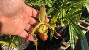 Phragmipedium Iron Works