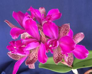 Cattleya Pedra da Gavea