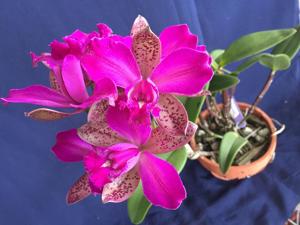 Cattleya Pedra da Gavea