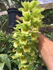 Clowesetum Mark Margolis