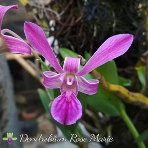 Dendrobium Rose Marie