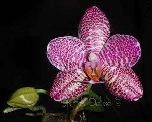Phalaenopsis Zheng Min Gemini