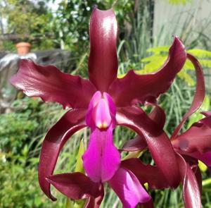 Laeliocattleya Mi Morena