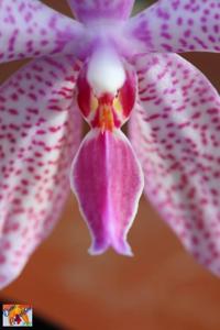 Phalaenopsis Saxony Fireworks