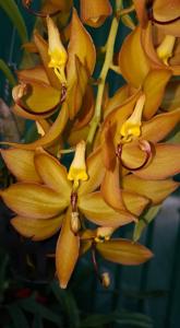 Cycnoches Jumbo Cooper