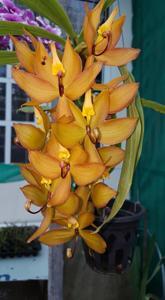 Cycnoches Jumbo Cooper