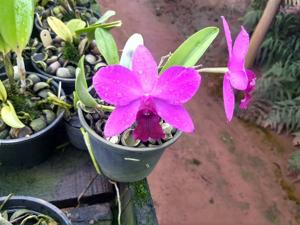 <i>Rhyncholaeliocattleya</i> Aurora's Purple Ball
