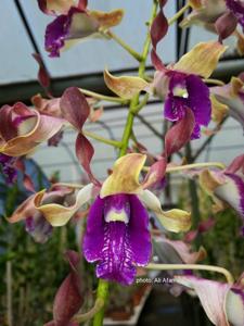 Dendrobium Carl Ludwig Bundt