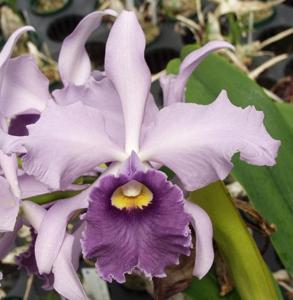 <i>Cattleya</i> Alarcon