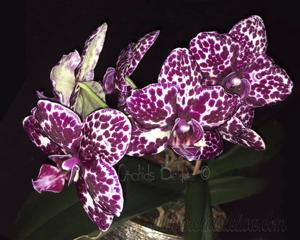 Phalaenopsis Lioulin Wild Cat