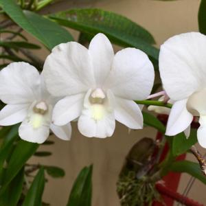 Dendrobium Masako Kotaishi Hidenka