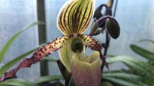 Paphiopedilum Shireen