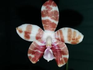 Phalaenopsis Venosasp