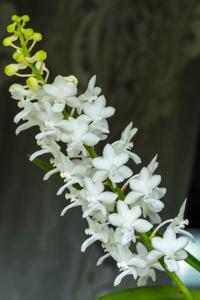 Rhynchodenia Magic Wand