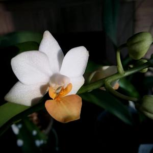 Phalaenopsis Liu's Triprince