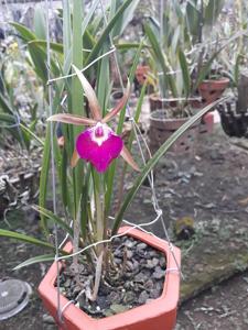 Brassocattleya litoralis
