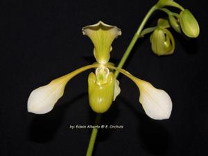 Paphiopedilum Toni Semple