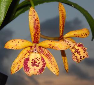 Brassocattleya Rustic Spots