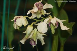 Dendrobium Nora Tokunaga