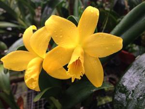 Cattlianthe Blazing Sun