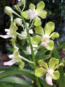 Vandachostylis Five Friendships-tessellata