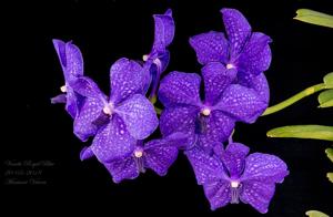 Vanda Royal Blue