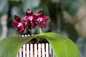 Phalaenopsis Zheng Min Jacaranda