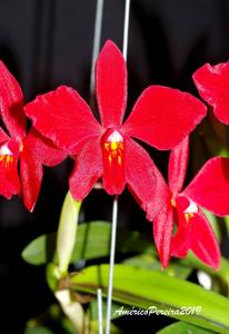 Cattleya Pearlouis