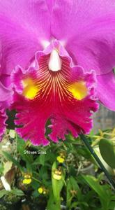 Rhyncholaeliocattleya Lucky Strike