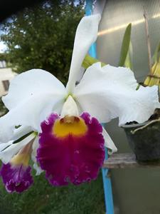 Cattleya Eleanor