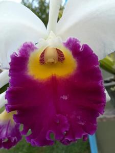 Cattleya Eleanor (1918)