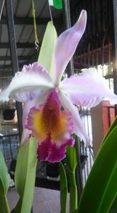 Cattleya hardyana